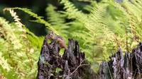 Chipmunk & Ferns