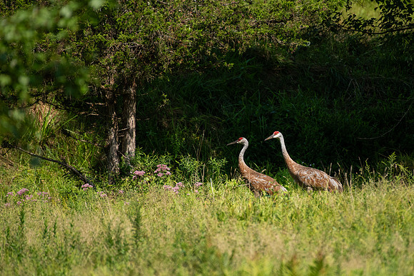 Sandhill Cranes 13
