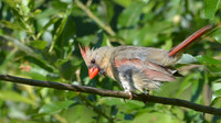 Cardinal Juvenile18 16x9
