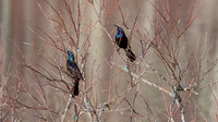Bog Meadow Res 041418