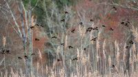 Blackbirds