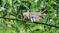 Cardinal Juvenile18 Thumb