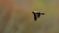 Bobolink 250