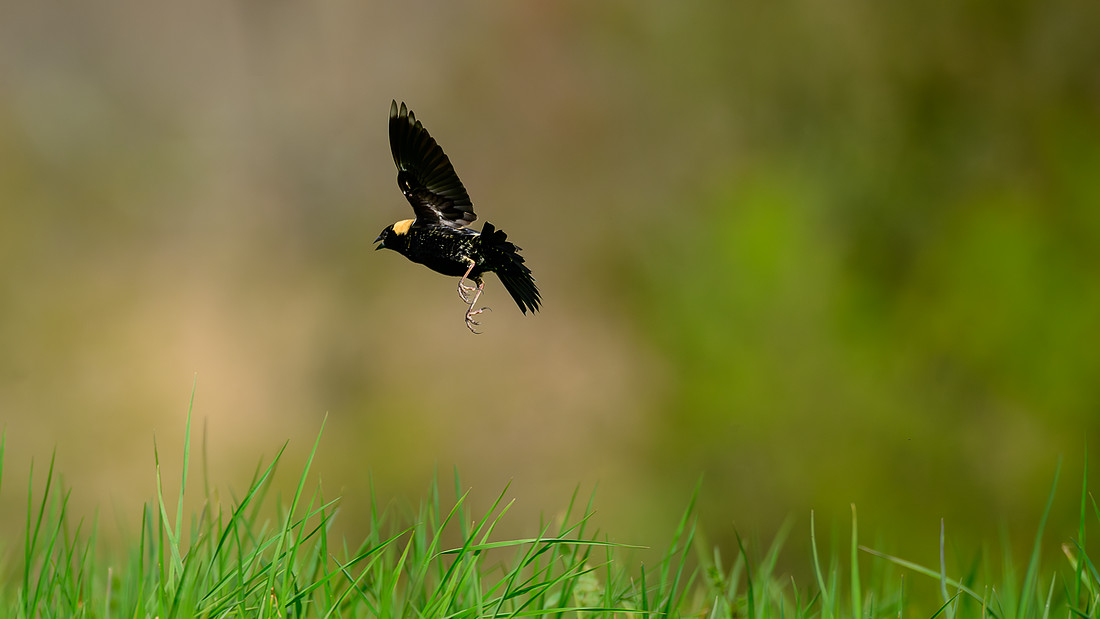 Bobolink 125