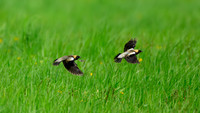 Bobolink 169