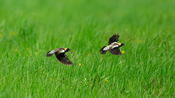 Bobolink 169