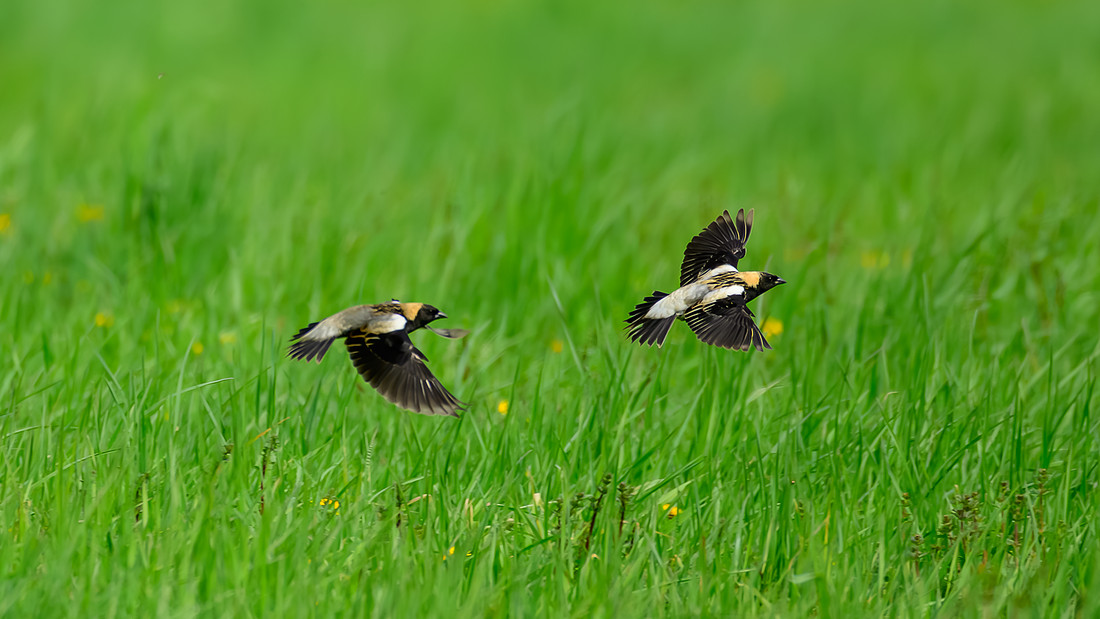 Bobolink 169