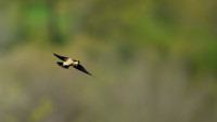 Bobolink 166
