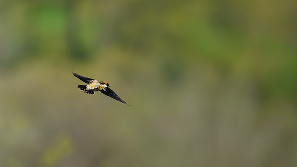 Bobolink 166