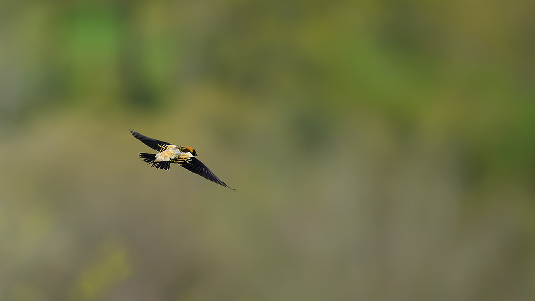 Bobolink 166
