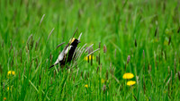 Bobolink  269