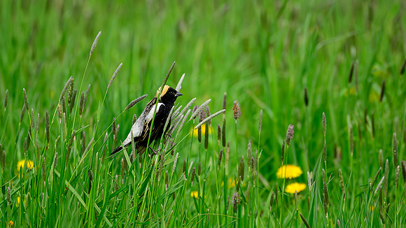 Bobolink  269