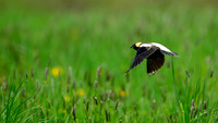 Bobolink 273