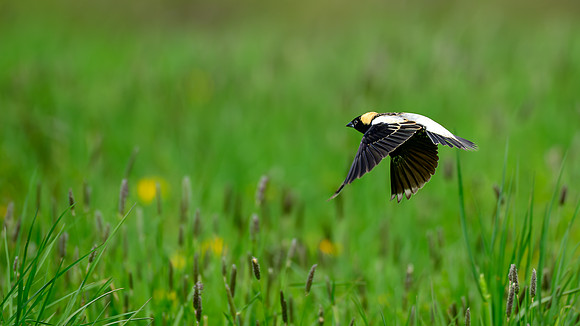Bobolink 273