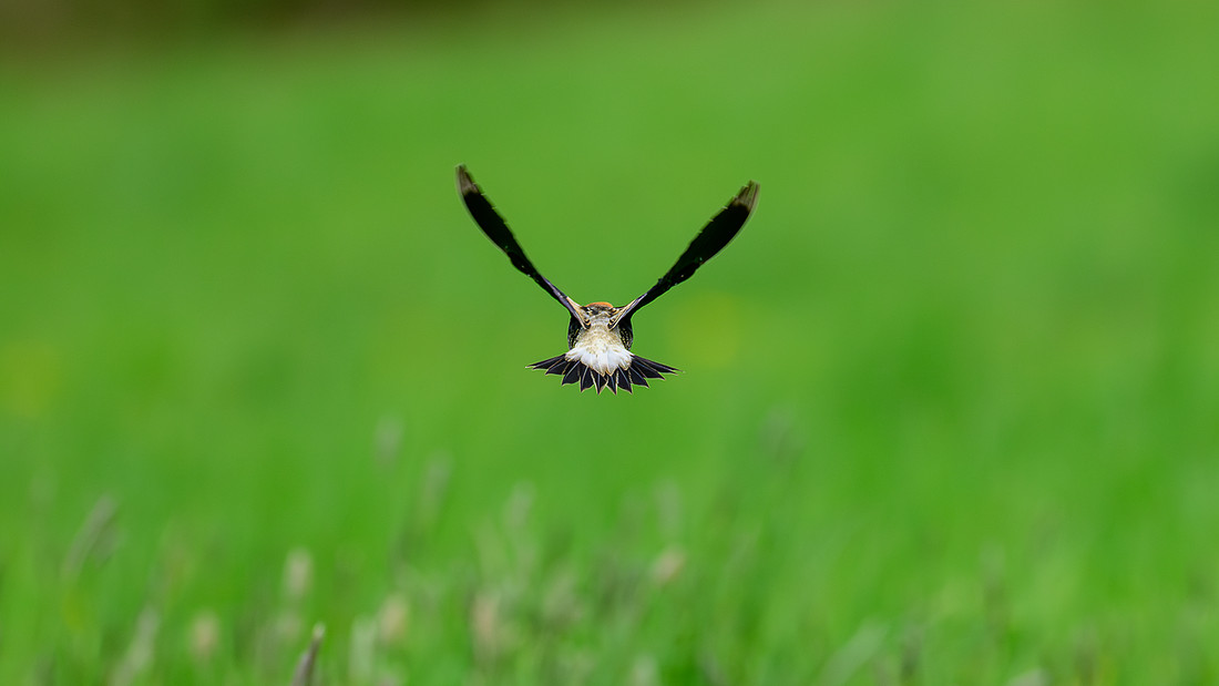 Bobolink 214