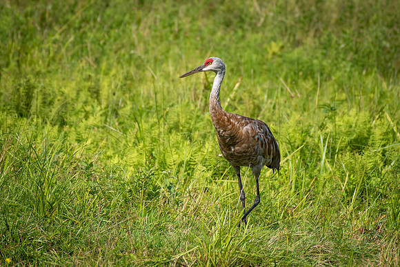 Sandhill Cranes 3
