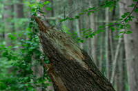 Ravine Trail Restoration Project