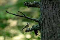 Worm-eating warbler 42
