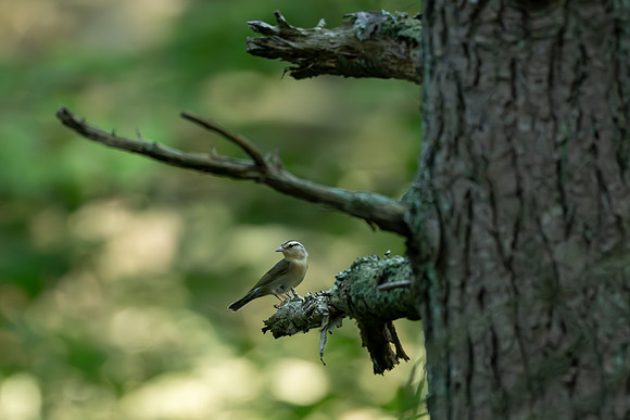 Worm-eating warbler 42