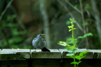 Gray catbird 69
