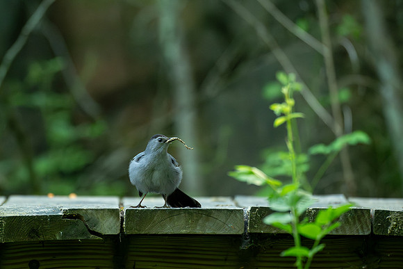 Gray catbird 69