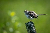 Northern Mockingbird - Pomfret
