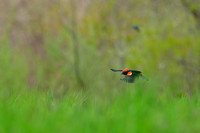 Red-winged Blackbird at Duck Marsh Preserve