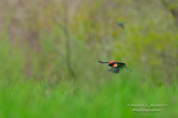 Red-winged Blackbird at Duck Marsh Preserve