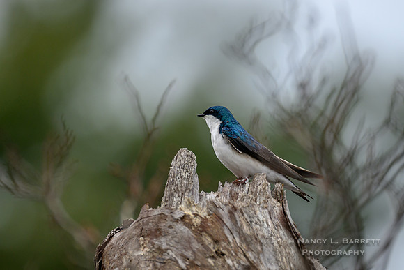 Tree Swallow at Bog Meadow Reservoir