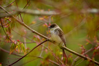 Eastern Phoebe