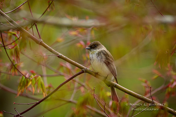 Eastern Phoebe