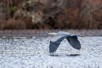 Great Blue Herron  - Alvia Chase Reservoir