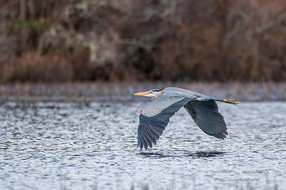 Great Blue Herron  - Alvia Chase Reservoir