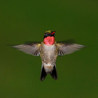 Ruby-throated Hummingbied
