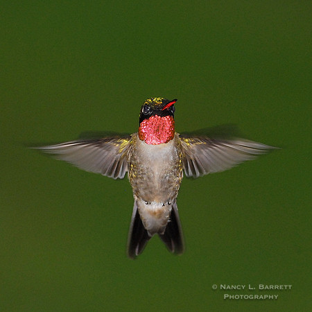 Ruby-throated Hummingbied
