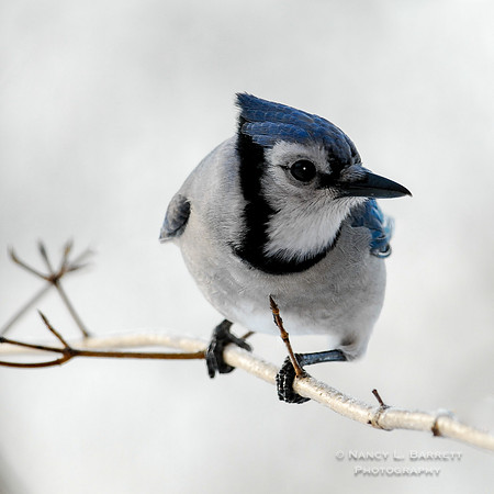 Blue Jay