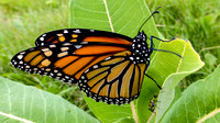 Monarch Butterfly at Wyndham Land Trust Pomfret