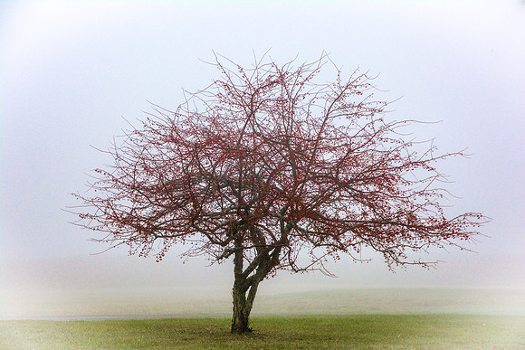 Crabapple Tree In Winter