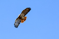 Red-tailed Hawk-4016-6