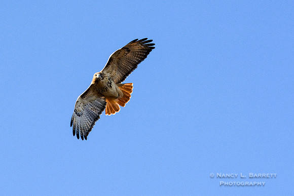 Red-tailed Hawk-4016-6
