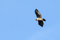 Red-tailed Hawk-3987-2
