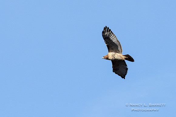 Red-tailed Hawk-3987-2