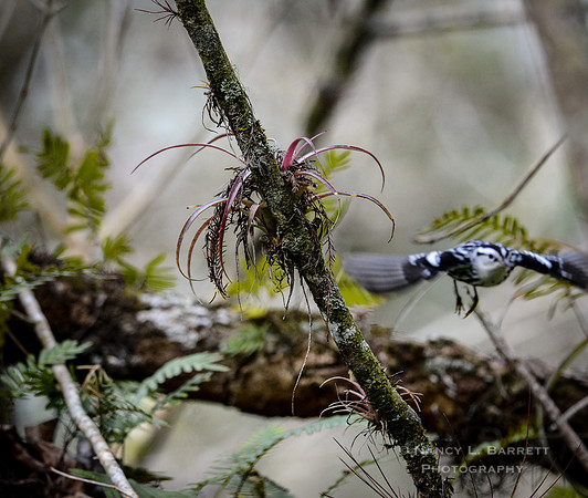 20160112-NLB_4320