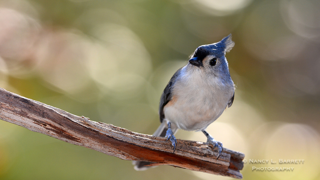 Tufted Titmouse