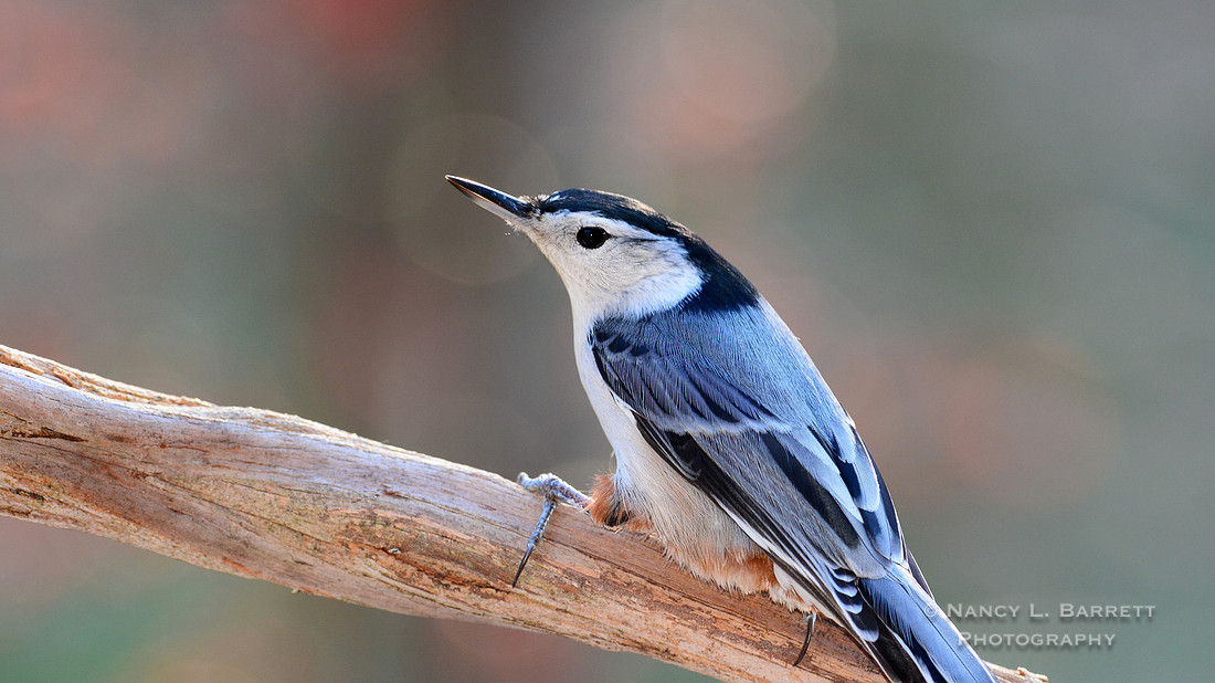 White-breasted Nuthatch