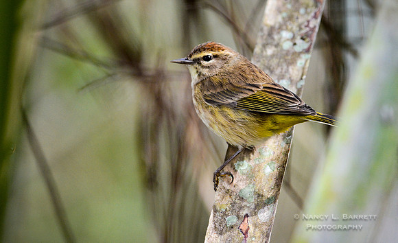 Palm warbler