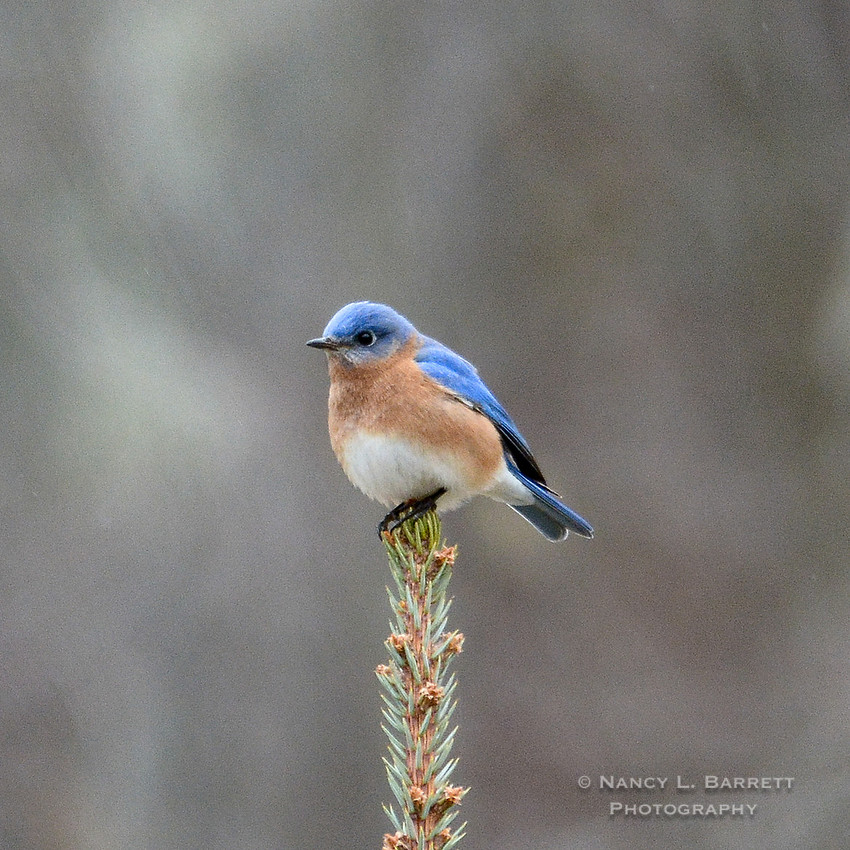 Winter Birds-56032 1x1 300