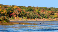 Canada Geese in Flight Middle Reservoir