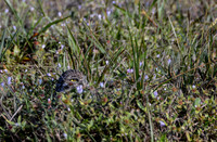 Burrowing owl