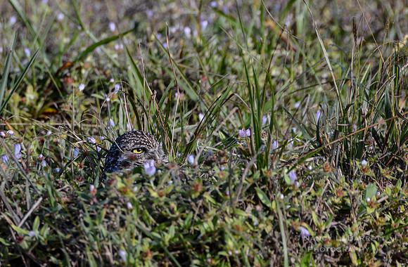Burrowing owl